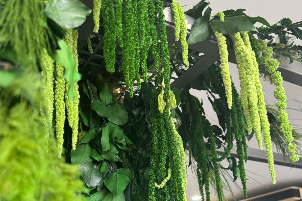 Preserved office plants