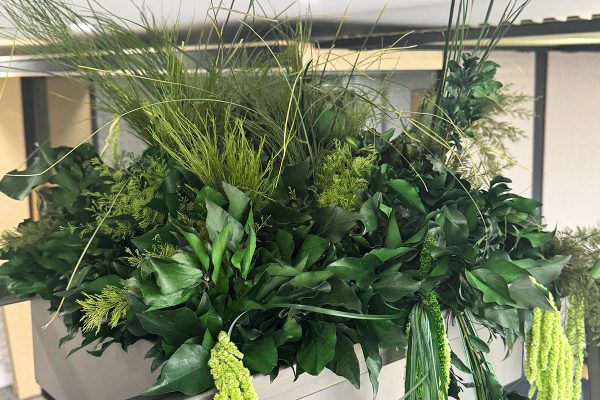 Larke office plants