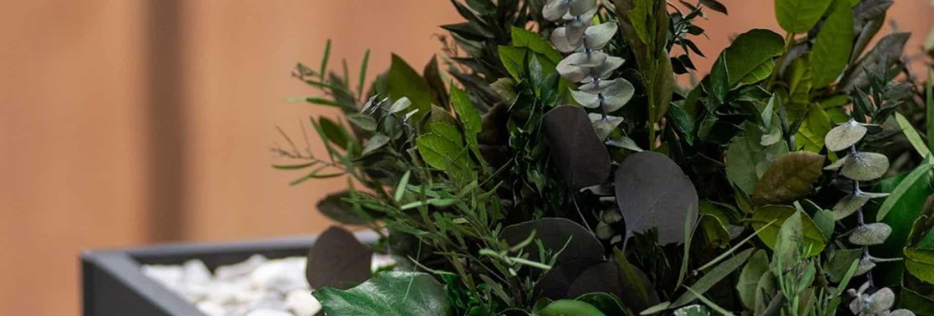 Preserved office plants